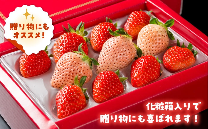 赤と白のイチゴの食べ比べセット！贈答・お土産にピッタリ。