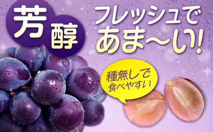 沼隈ぶどう「ピオーネ」 約2kg×2 8〜10房（種なし）