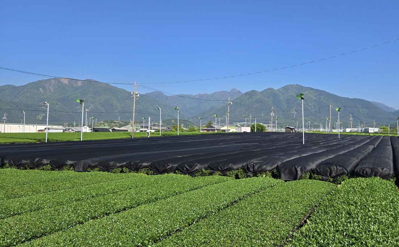 山を背にした茶畑。手前に緑の茶葉、奥は黒い覆いと風車。