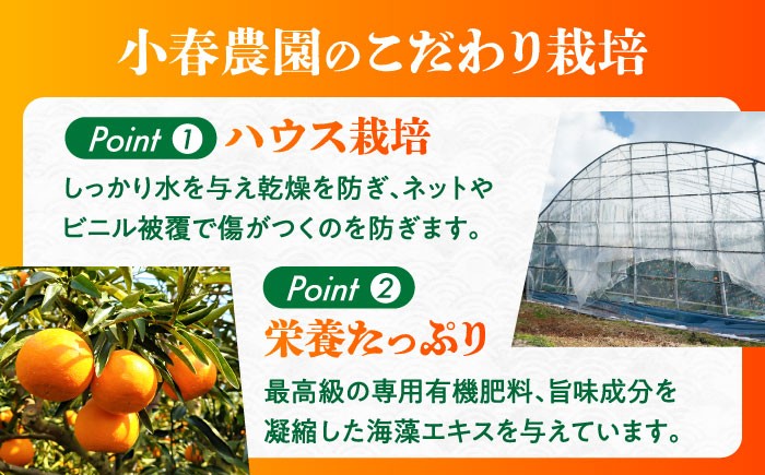 せとか みかん 約2.5kg 果物 化粧箱入り フルーツ ミカン 蜜柑 柑橘 かんきつ くだもの 旬 ギフト