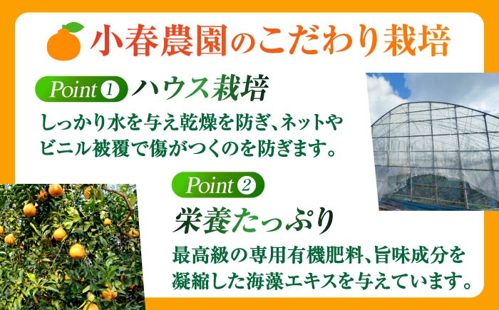 不知火 デコポン みかん 蜜柑 柑橘 しらぬい でこぽん かんきつ くだもの 旬 フルーツ 果物 九州 特産品 ギフト 贈答