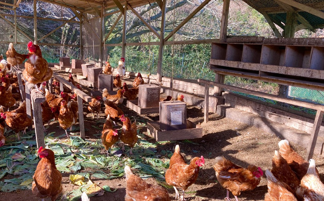 2種類の和三盆 フロマージュ ハーフ＆ハーフと 和三盆 無添加 コテツ 焼プリン 7個 セット