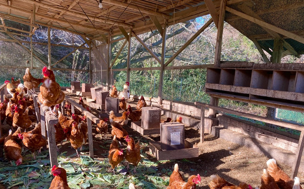 2種類の和三盆 フロマージュ ハーフ＆ハーフ チーズケーキ