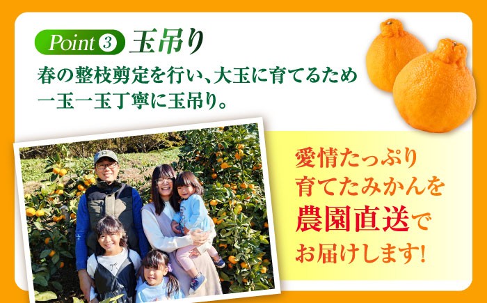 不知火 デコポン みかん 蜜柑 柑橘 しらぬい でこぽん かんきつ くだもの 旬 フルーツ 果物 九州 特産品 ギフト 贈答