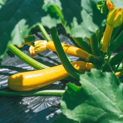 【能勢特産】《農家手づくり》おつまみ感覚 旬野菜のミックスピクルス おまかせ 4本セット | べじたぶるぱーく株式会社