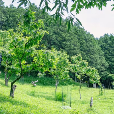 【能勢特産】濃厚&リッチな栗の味わいの和栗でつくる栗ジャム。栗ジャム 8個セット | べじたぶるぱーく株式会社