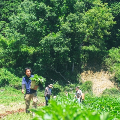 【能勢特産】《農家直送》 べじたぶるぱーくの旬の新鮮野菜詰合せ Mセット (7〜8種類) | べじたぶるぱーく株式会社