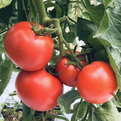 【能勢特産】無添加濃厚、シェフの味。 【パスタソース】 トマトソース 3本セット | べじたぶるぱーく株式会社