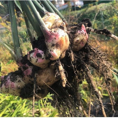 自家栽培の生姜でつくる ジンジャーシロップ 2本セット (辛口スパイシー・すっきりマイルド各1本) | べじたぶるぱーく株式会社