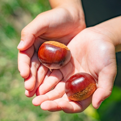 【能勢特産】濃厚&リッチな栗の味わいの和栗でつくる栗ジャム。栗ジャム 8個セット | べじたぶるぱーく株式会社
