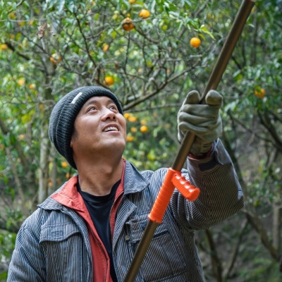 【能勢特産】栽培期間中農薬不使用。 豊かな香りと味わい ゆずシロップ 3本セット | べじたぶるぱーく株式会社