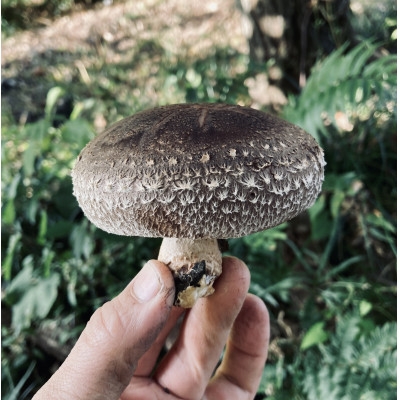 【能勢特産】無添加濃厚、シェフの味。パスタソース トマトソース2本と原木しいたけソース1本のセット | べじたぶるぱーく株式会社