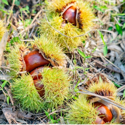 【能勢特産】濃厚&リッチな栗の味わいの和栗でつくる栗ジャム。栗ジャム 8個セット | べじたぶるぱーく株式会社