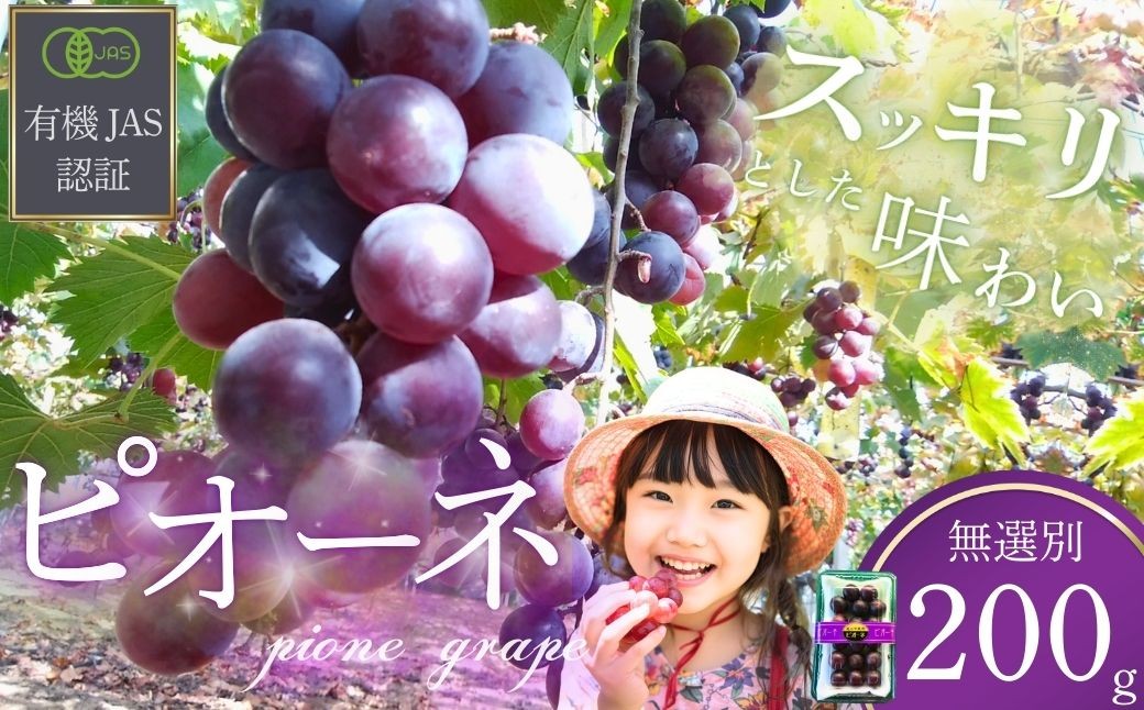 ぶどう 【先行予約】 ぶどうの粒 無選別（200g）[2026年産] ぶどう ブドウ 葡萄 ピオーネ ぴおーね ぶどうの粒 果物