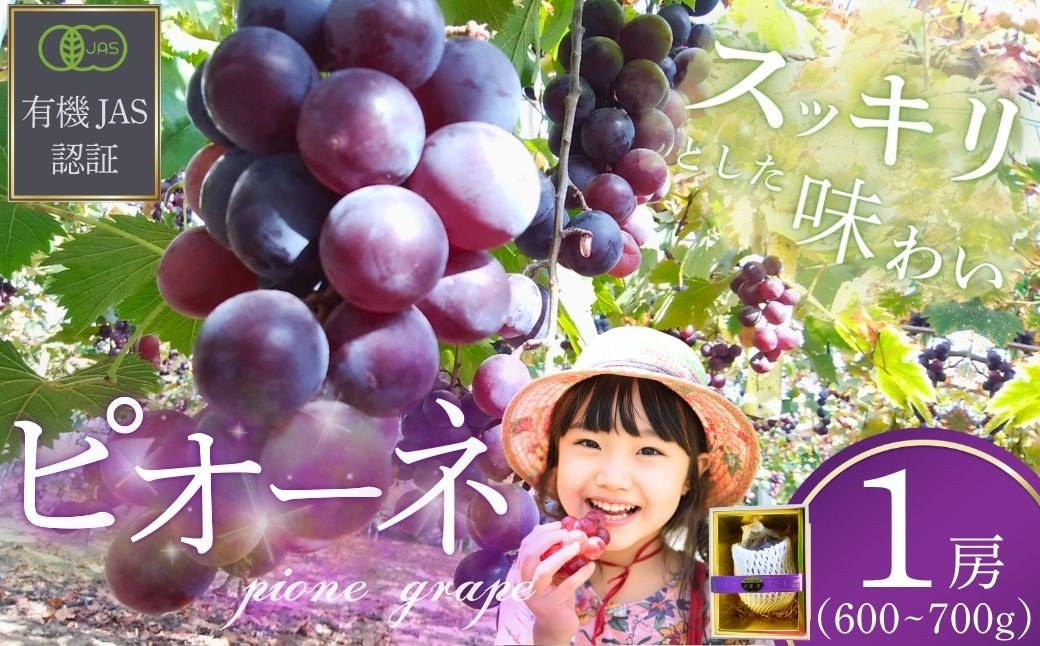 ぶどう 【先行予約】ぶどうの房 1房（600～700g）[2026年産] ぶどう ブドウ 葡萄 ピオーネ ぴおーね ぶどうの房