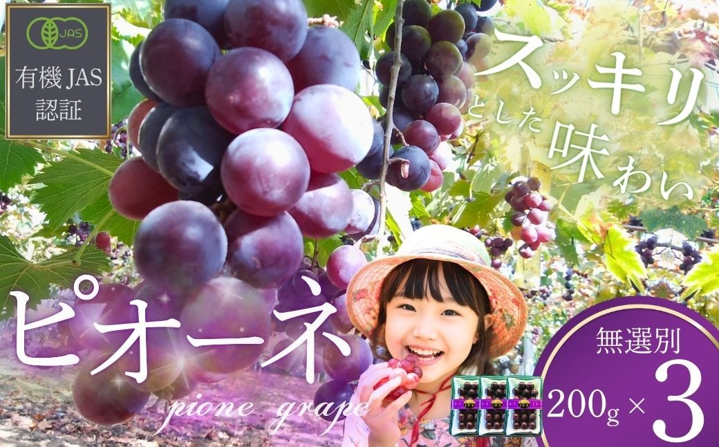 ぶどう 【先行予約】 ぶどうの粒 無選別（200g） 3パック [2026年産]  ぶどう ブドウ 葡萄 ピオーネ ぴおーね 粒