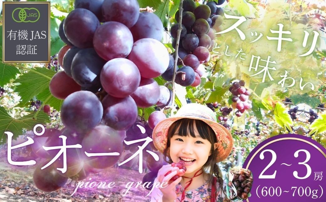 ぶどう 【先行予約】 ぶどうの房 2～3房（600～700g）[2026年産] ぶどう ブドウ 葡萄 ピオーネ ぴおーね 房