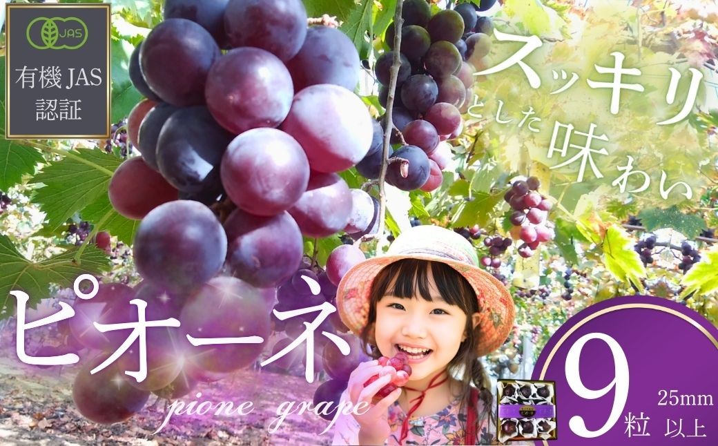 ぶどう 【先行予約】 ぶどうの粒 9粒（直径25mm以上）[2026年産] ぶどう ブドウ 葡萄 ピオーネ ぴおーね ぶどうの粒
