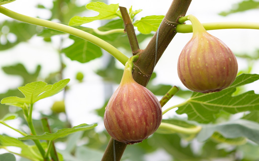 【先行予約】柿屋うちやま いちじく とよみつひめ 12個入り 