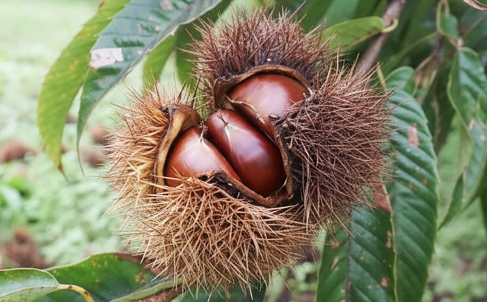 栗 くり クリ 焼き栗 熟成 秋の味覚 秋 詰め合わせ 高知 四万十 和栗カフェ いちじゃもの