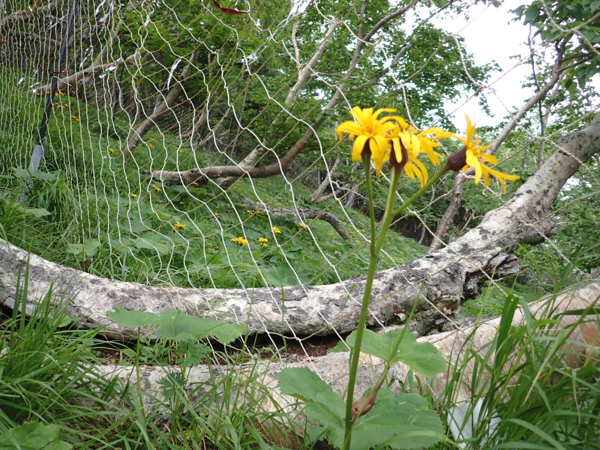 防鹿柵設置により回復したマルバダケブキ（仙丈ヶ岳馬の背）