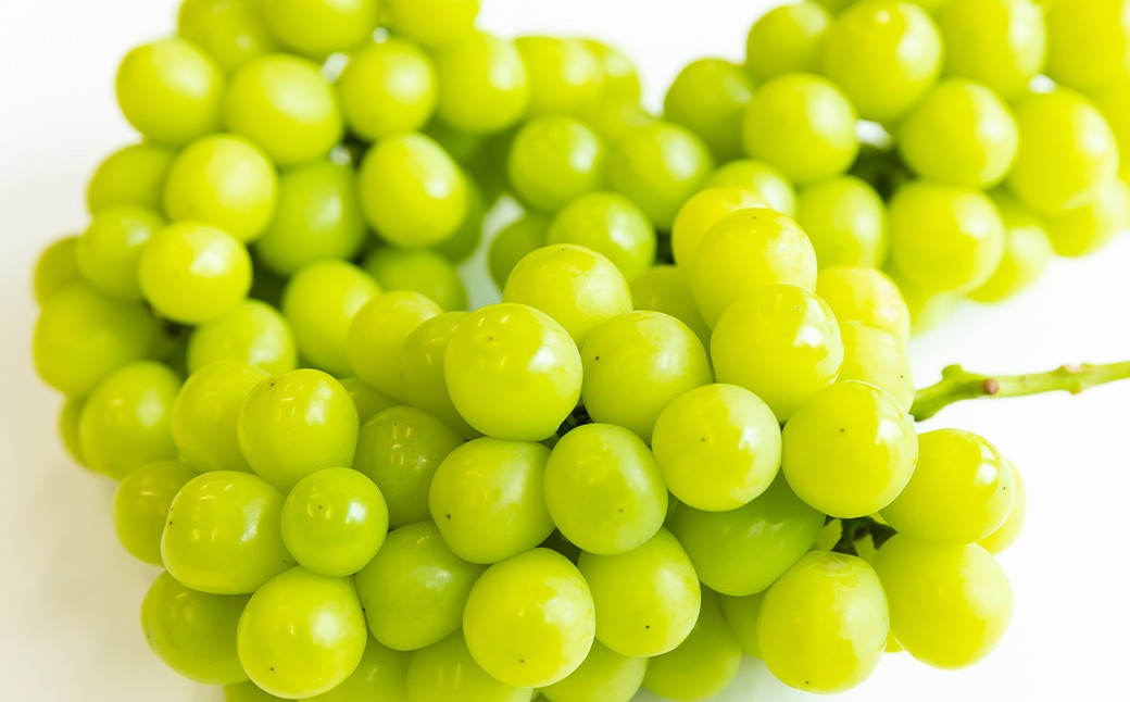 【先行予約】 三浦農園 シャインマスカット 2房から3房 （約1.5kg）