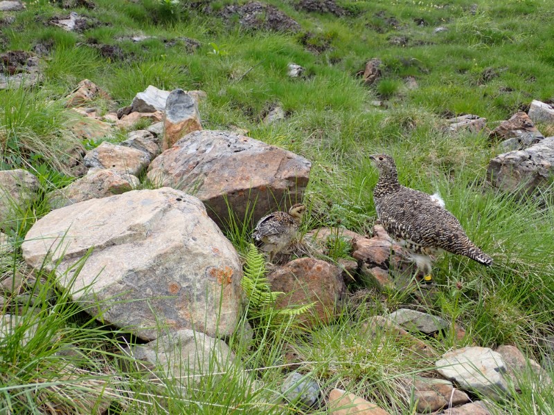 防鹿柵内で高山植物をついばむライチョウの親子