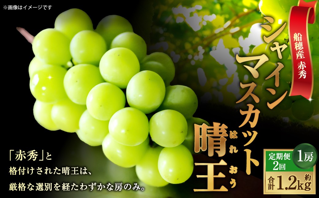 [HS]【定期便 全2回】ぶどう 最高級品シャイン マスカット 晴王 1房 約600g
