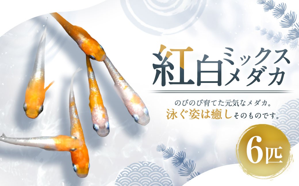 紅白ミックスメダカ 6匹