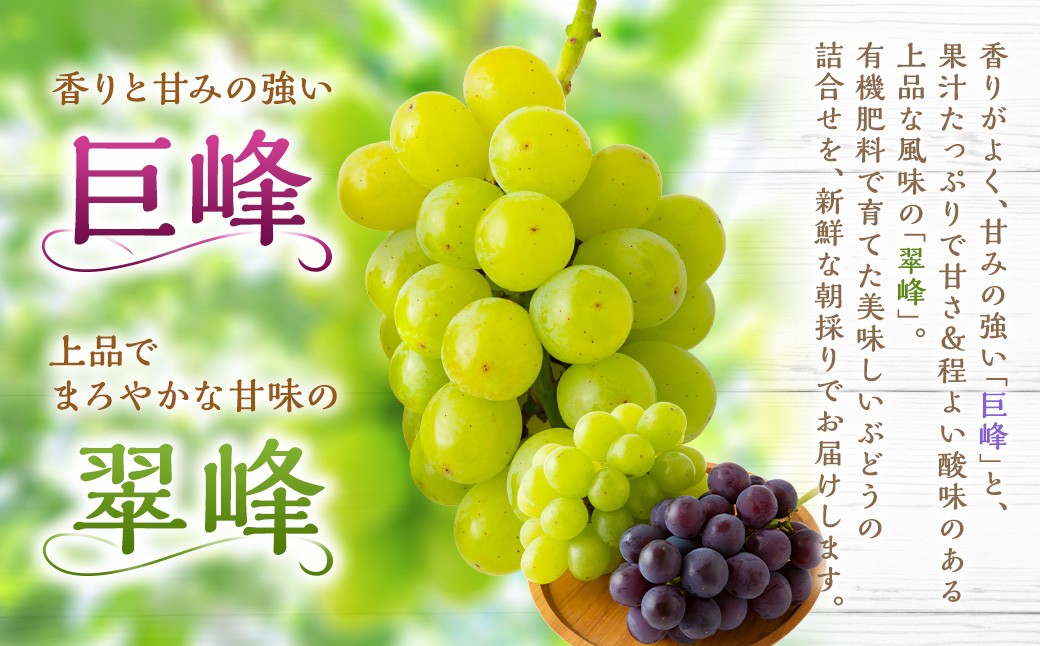 【先行予約】 秦果樹園 巨峰 ・ 翠峰 詰め合わせ 約3kg （巨峰 3から5房・翠峰 2房）