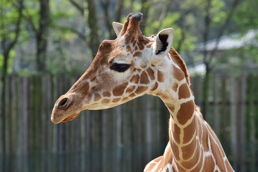 チケット ちけっと 動物園 どうぶつえん 遊園地 ゆうえんち 入園券 プール