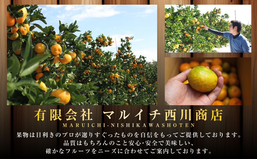 【規格外品】熊本市産 完熟 蜜柑 ご家庭用 12kg