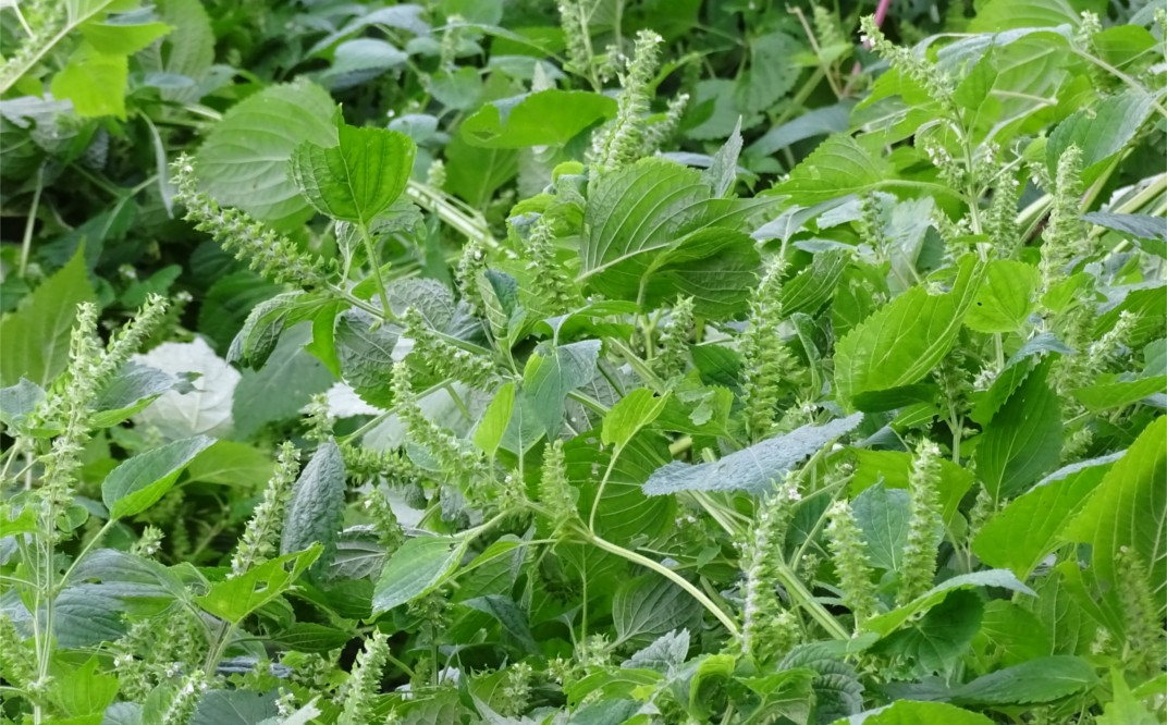 原料のエゴマ、農薬は使わず自然の中で育てています
