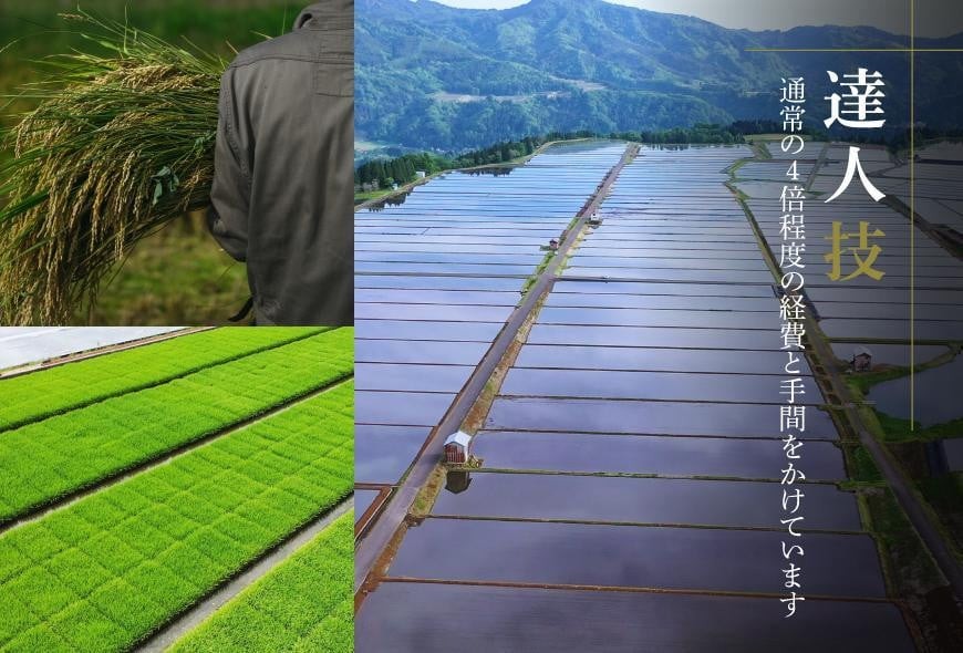 世界の一流シェフが認めた希少なお米、雪椿