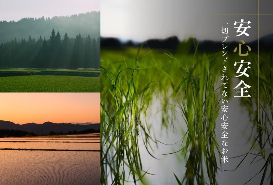 世界の一流シェフが認めた希少なお米、雪椿