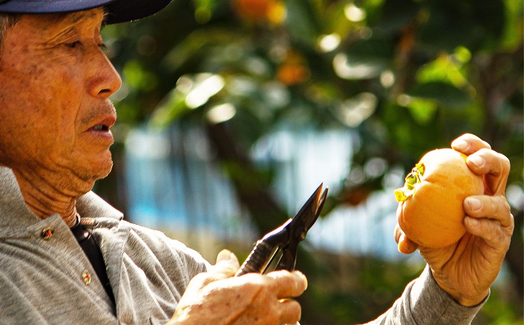 上村農園の 太秋柿 3.5kg (約10〜12玉)