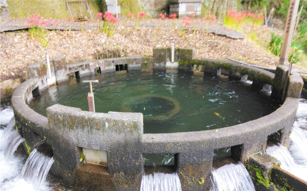 竹田銘水美人色選米（普通慣行米）