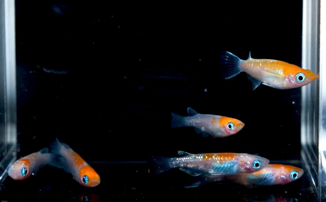 紅白ミックスメダカ 6匹