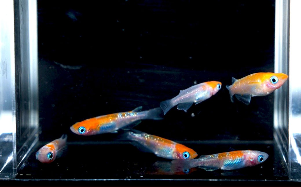 紅白ミックスメダカ 6匹