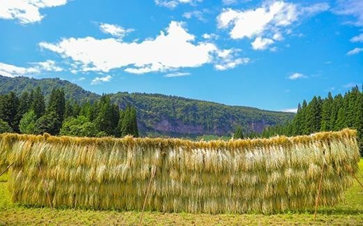 世界の一流シェフが認めた希少なお米、雪椿