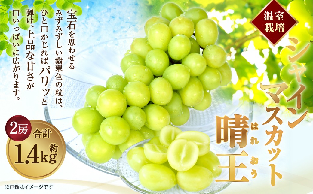温室 シャインマスカット 晴王 2房 約1.4kg