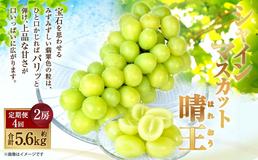 温室 シャインマスカット 晴王 2房（合計約1.4kg）