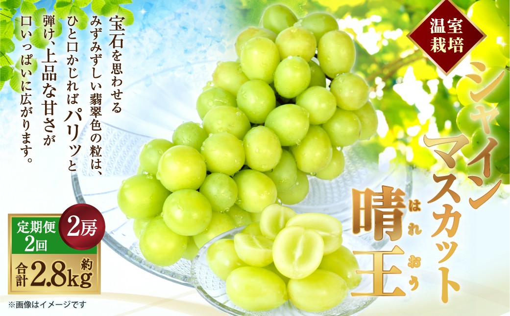 温室 シャインマスカット 晴王 2房（合計約1.4kg）