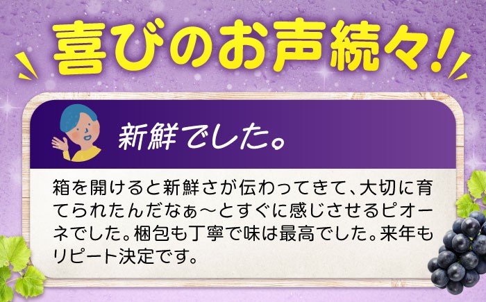 食べやすい種無しピオーネ 果物 ぶどう ブドウ 葡萄 ピオーネ 大粒 2kg 