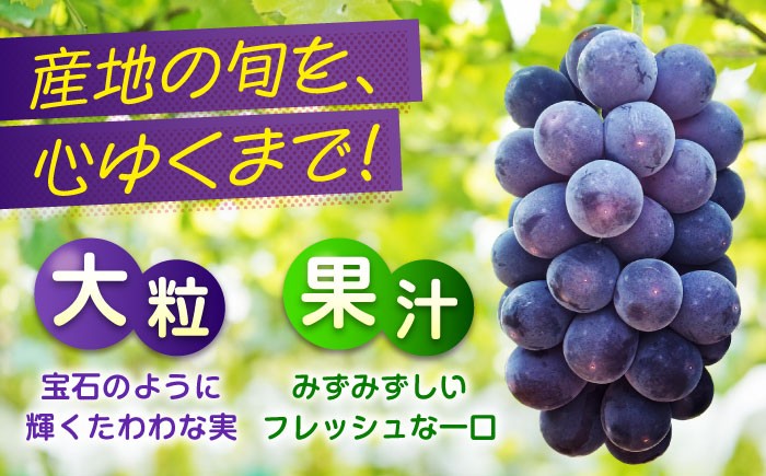 食べやすい種無しピオーネ 果物 ぶどう ブドウ 葡萄 ピオーネ 大粒 2kg 