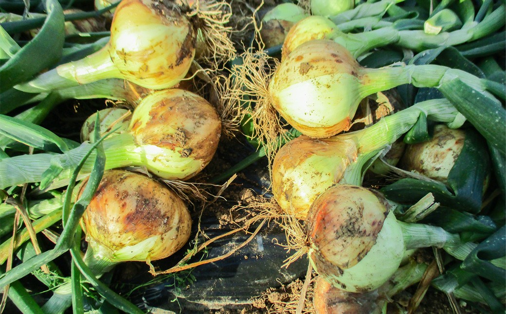 牟田農園の春の新玉ねぎ 5kg （S～L） 