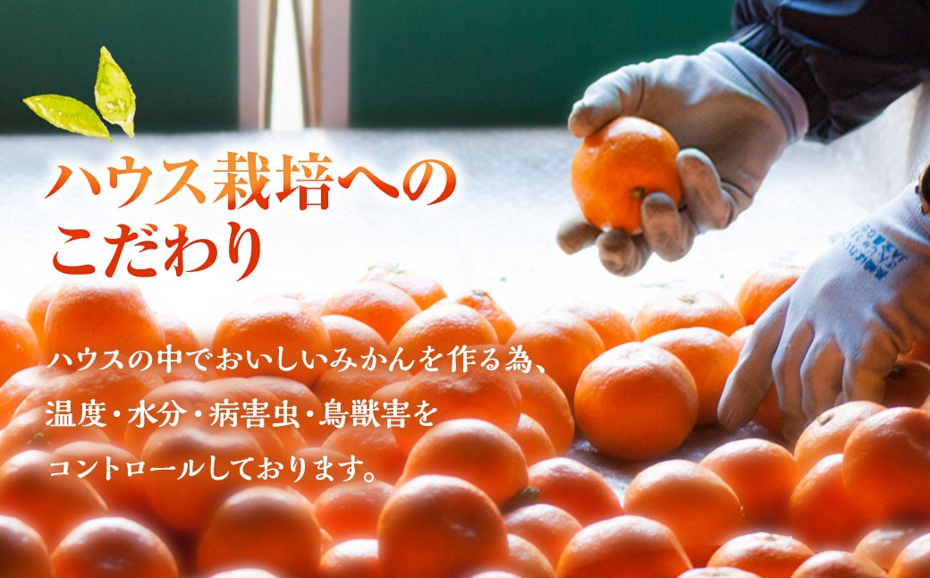 ハウスせとか 3kg 8～15玉 化粧箱セット