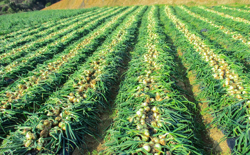 牟田農園の春の新玉ねぎ10kg （M～2L）