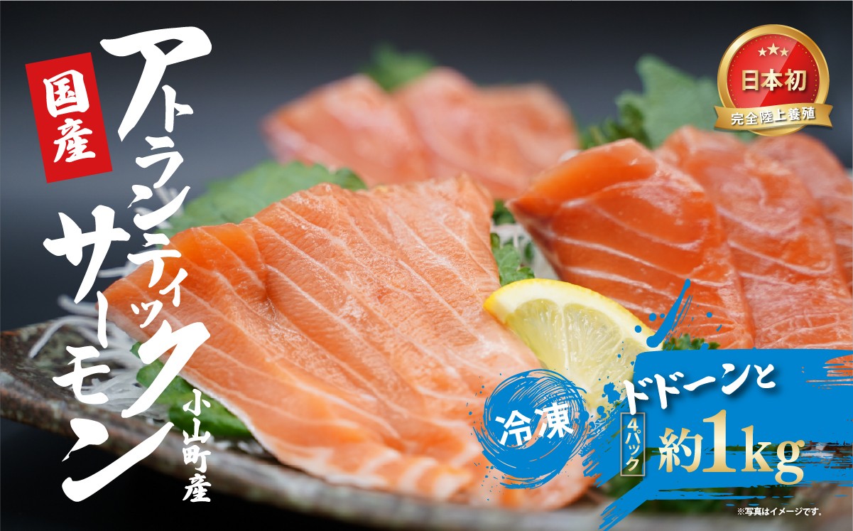 国産 アトランティックサーモン