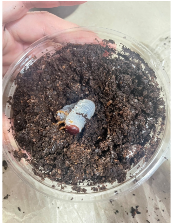 ヘラクレスオオカブトの幼虫